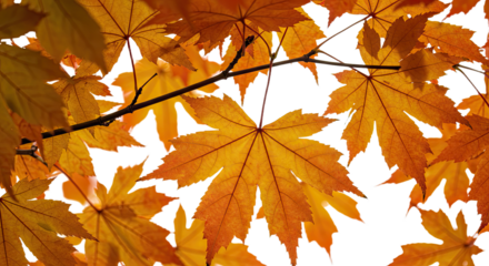 Close up of vibrant orange maple leaves in autumn sunlight.