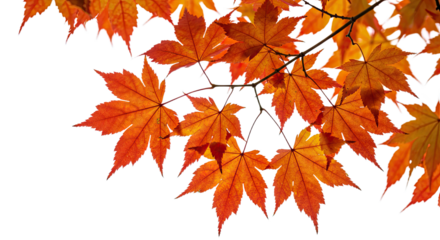 Close up of vivid orange maple leaves in autumn.