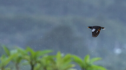 great myna