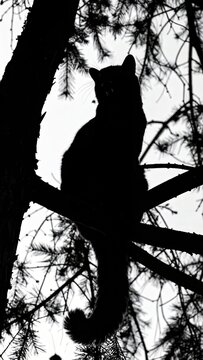 Dark silhouette portrait of wild margay cat perched high on a tree branch wildlife