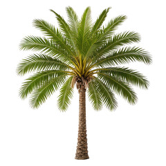 Fototapeta premium Lush green palm tree with a textured trunk on a black background