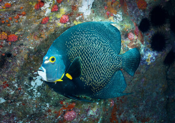 French Angelfish