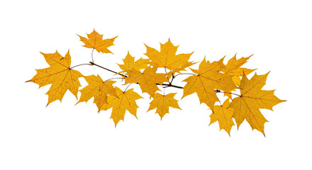 Golden autumn maple leaves branch isolated on white background 1.