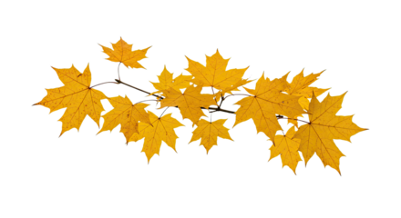 Golden autumn maple leaves branch isolated on white background 1.