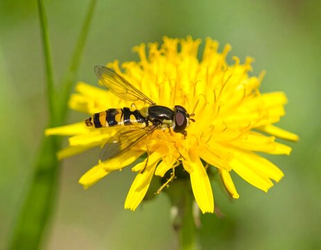 Hoverfly on a dandelion - Powered by Adobe