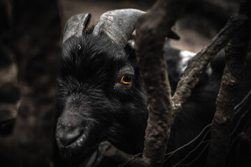 Close-Up of Black Goat With Golden Eye Behind Branches