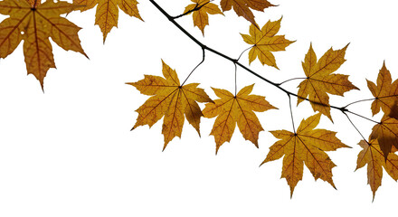 Golden Autumn Maple Leaves Branch Isolated White Background Seasonal Beauty.