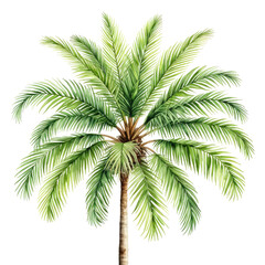 Detailed watercolor palm tree illustration with lush green leaves