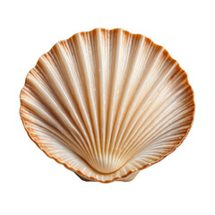 Close-up of a detailed, ridged scallop shell against a dark background