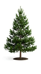 Isolated evergreen Christmas tree