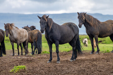 Icelandic wild horses