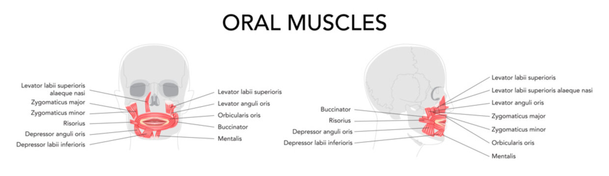 Oral muscles anatomy diagram, labeled structures include orbicularis oris, zygomaticus major, zygomaticus minor, risorius, buccinator, mentalis, levator labii, depressor oris, educational reference