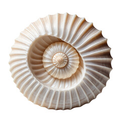 Obraz premium Close-up of a spiral-shaped seashell on black background. Intricate details