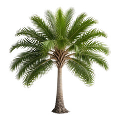 Obraz premium Isolated palm tree with lush green fronds and sturdy trunk