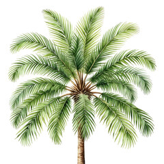 Watercolor palm tree illustration, green leaves & brown trunk