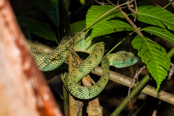 Close-up of a camouflaged Bornean pit viper in its natural rainforest habitat at night