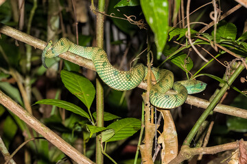 Bornean Keeled Pit Viper (Tropidolaemus subannulatus) coiled on a branch at night
