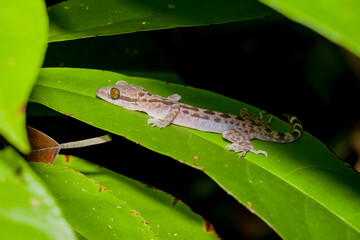 Close-up of a small gecko with large eyes resting on a vibrant green leaf at night