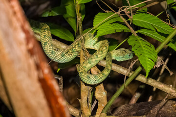 Wild pit viper resting on a vine in its natural habitat in the jungles of Borneo