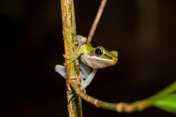 Nocturnal tree frog in its natural habitat in the rainforest of Bako National Park, Borneo