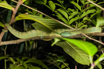 Wild pit viper snake resting on a tree branch in the jungles of Borneo, Malaysia
