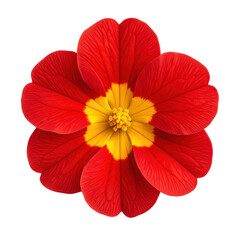 A vibrant, detailed close-up of a red flower with a striking yellow center, set isolated on a transparent background.