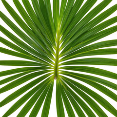 Obraz premium Close-up of fan-shaped palm leaf, vibrant green color