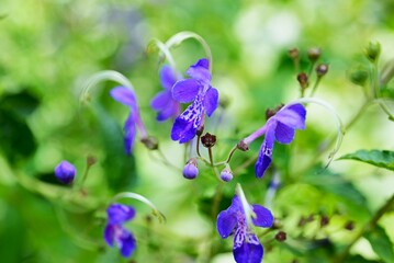 Blue mist spiraea (Tripora divaricata) flowers. Lamiaceae perennial plants. From August to September, they produce blue-purple buds and cool-looking flowers.