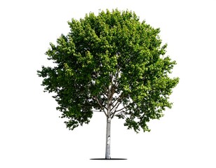 Isolated, vibrant green tree against white background