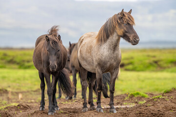 Fototapeta premium Icelandic horse