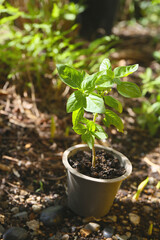 basil plant growing in a garden, sunny day