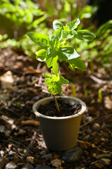 a basil plant in a pot in a garden, sunny day