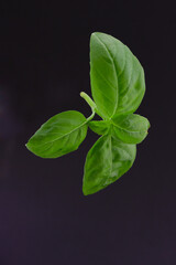 fresh basil leaves on a black background