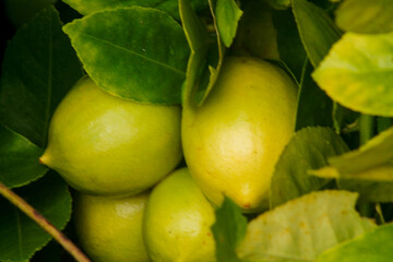 Fresh limes raw green lemons hanging on a lime tree. Green citrus lemon fruit and green leaves in garden. Citrus Limon grows on a tree branch. Lime tree garden and healthy food concept.	
