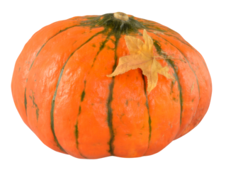 Orange pumpkin with thin green stripes and autumn maple leaf 