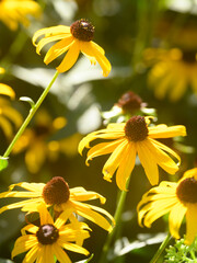 Yellow flowers bloom in a garden, their bold petals stretching towards the sun. The bright colors and dark centers create a lively and cheerful scene full of life.