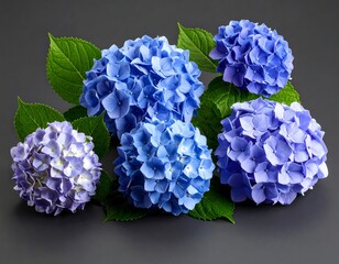 Hydrangeas on dark backdrop