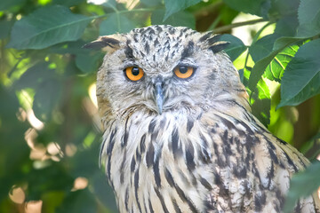 Majestic owl perched among lush green foliage during daylight hours