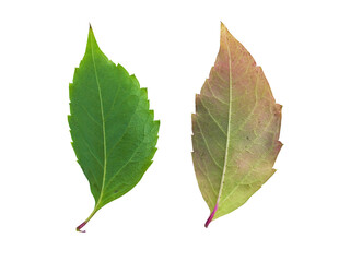 Fototapeta premium Comparison of healthy and aging foliage from the same tree species