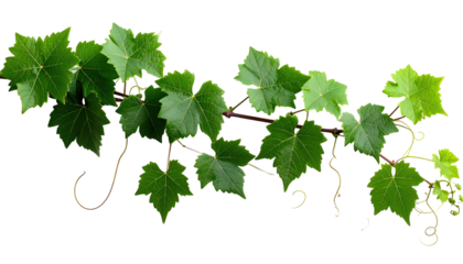 A vibrant display of fresh green leaves and tendrils isolated on a transparent background.