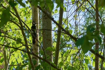 Woodpecker on a tree among the foliage.