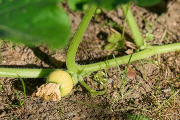 A small pumpkin fruit in the garden.