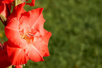Red gladiolus with a blurred background.