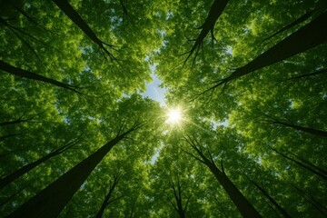 Upward view into lush forest canopy with sunbeams and vivid blue summer sky from below perspective