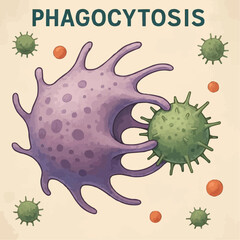 phagocytosis