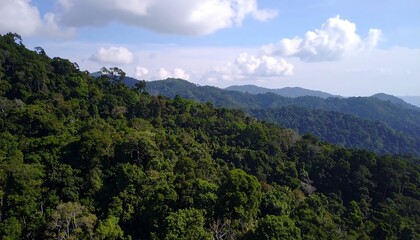 Obraz premium Lush mountain forest vista