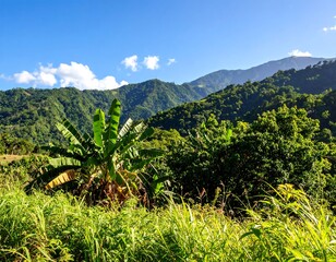 Lush mountain landscape with banana trees