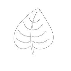 vector illustration of a leaf
