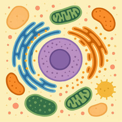 the contents of the cytoplasm