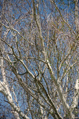 Birch trees in California early spring time